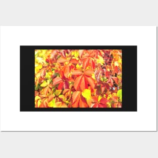 Bright red organge Virginia creeper leaves in autumn Posters and Art